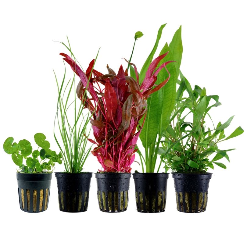 Pflanzen Set mit 5 Hintergrund Wasserpflanzen Nr.119