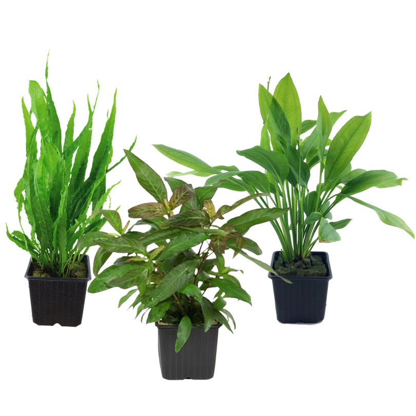Mutterpflanzen Set mit 3 Tropica XL Topf Pflanzen Aquariumpflanzenset Nr.121