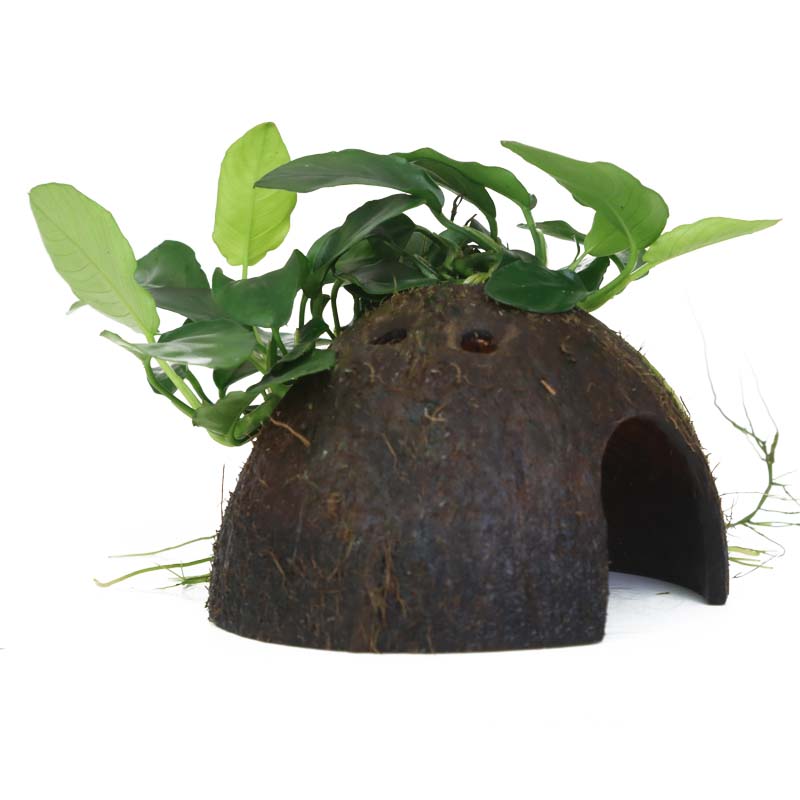 Aquarium Pflanze Anubias barteri var. nana auf Kokosnussschale Tropica Nr.510 YCS
