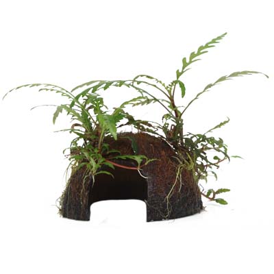 Aquarium Pflanze Hygrophila pinnatifida auf Kokosnussschale Tropica Nr.509 YCS