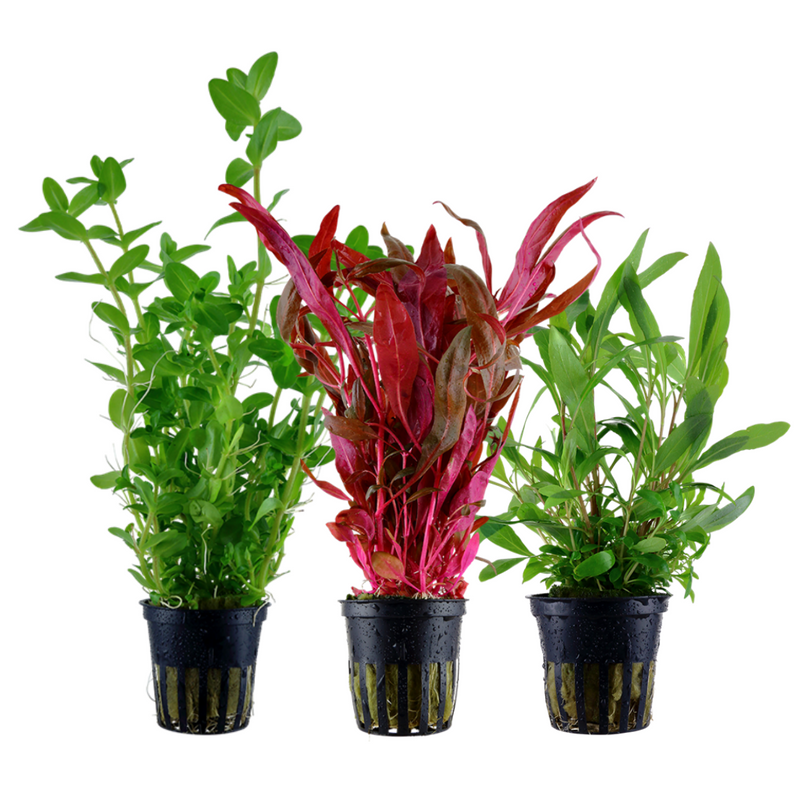 Pflanzen Set mit 3 Hintergrund Wasserpflanzen Nr.124