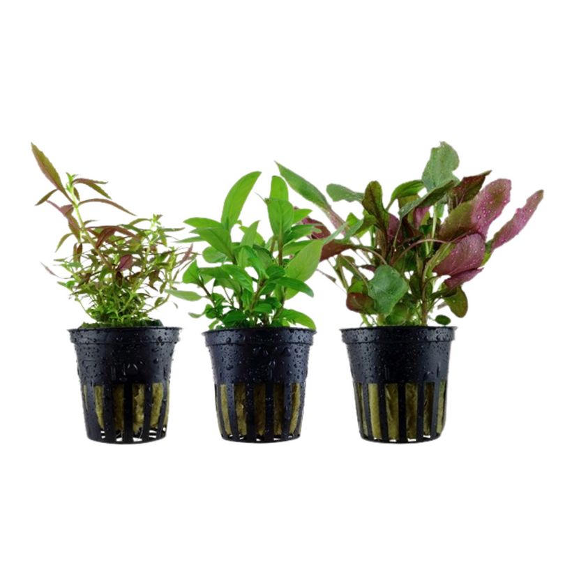 Pflanzen Set mit 3 Mittelgrund Wasserpflanzen Nr.125