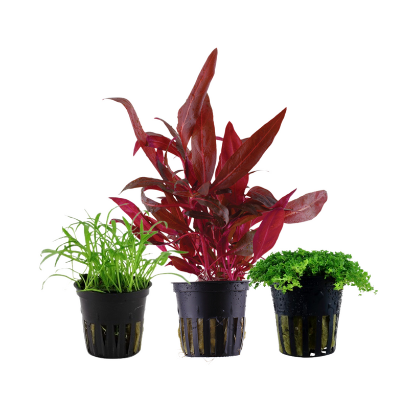 Pflanzen Set mit 3 Vordergrund Wasserpflanzen Nr.126