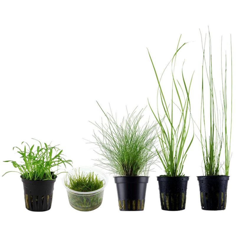 Gräser Set mit 5 Gras Pflanzen Aquariumpflanzen Set Nr.129