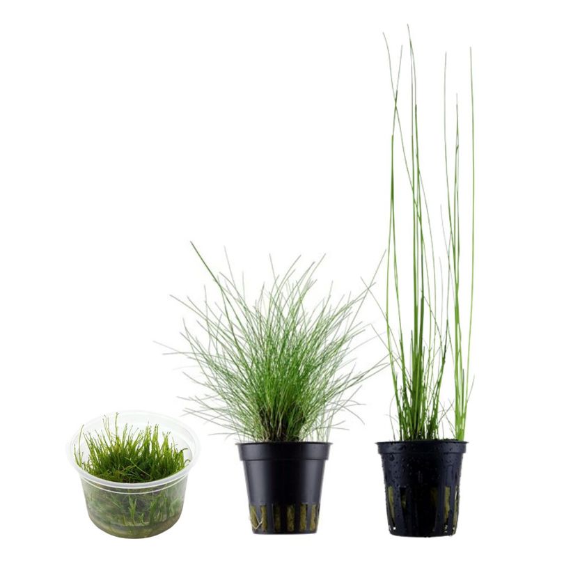 Gräser Set mit 3 Gras Pflanzen Aquariumpflanzen Set Nr.130