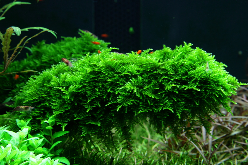 Aquarium Pflanze In Vitro 3 Stück Moos Vesicularia dubyana Christmas Wasserpflanze Nr.003A TC Set