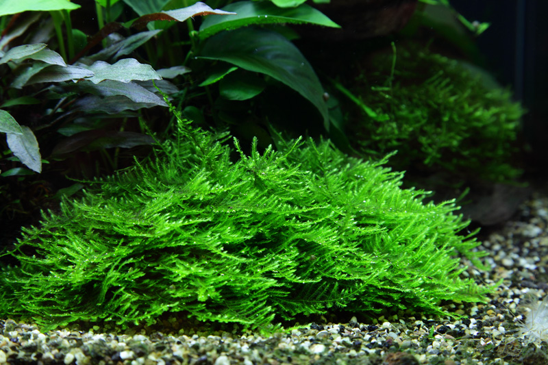 Aquarium Pflanze In Vitro 2 Stück Moos Taxiphyllum 'Spiky' Wasserpflanze Nr.003G TC Set