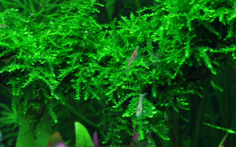 Aquarium Pflanze In Vitro 1 Stück Moos Vesicularia ferriei 'Weeping' Wasserpflanze Nr.003B TC