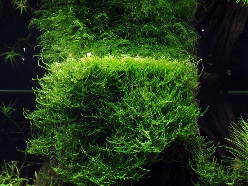 Aquarium Pflanze In Vitro 1 Stück Moos Taxiphyllum barbieri Wasserpflanze Nr.003 TC