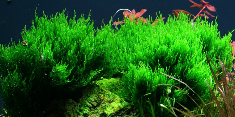 Aquarium Pflanze In Vitro 1 Stück Moos Taxiphyllum 'Flame' Wasserpflanze Nr.003H TC