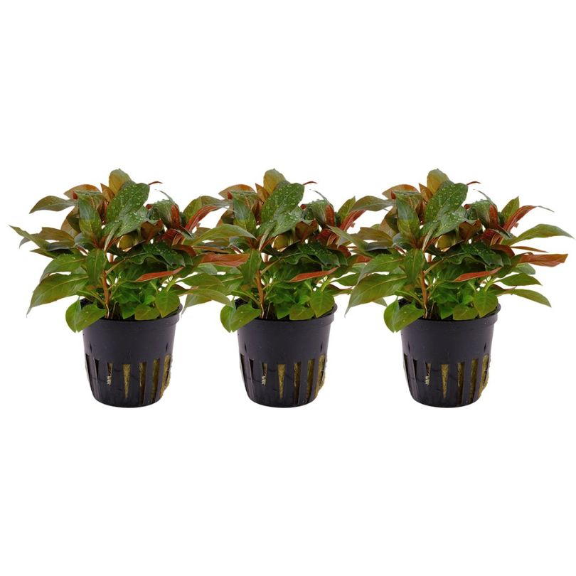Aquarium Pflanze 3 Stück Ludwigia glandulosa perennis Nr.335A Set