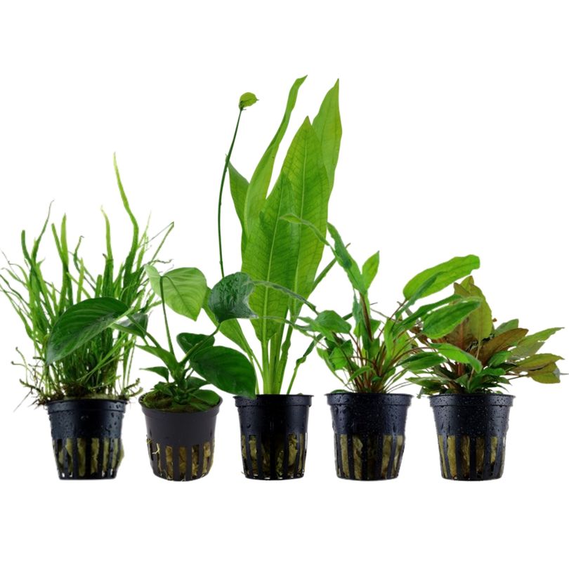 'Diskus' Set mit 5 Topf Pflanzen Aquariumpflanzen Set Nr.131