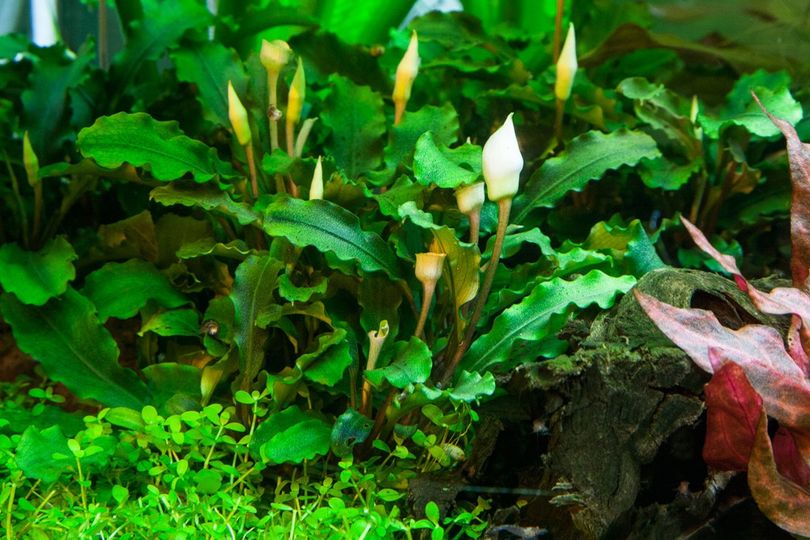 Aquarium Pflanze Bucephalandra pygmaea 'Bukit Kelam' Tropica Nr.139 TC in Vitro