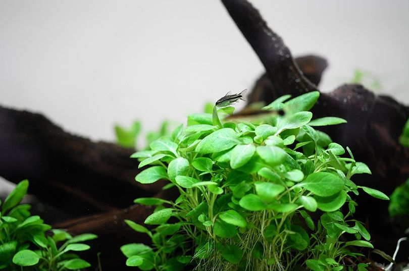 Aquarium Pflanze Lobelia cardinalis 'Mini' Tropica Nr.143 TC in Vitro