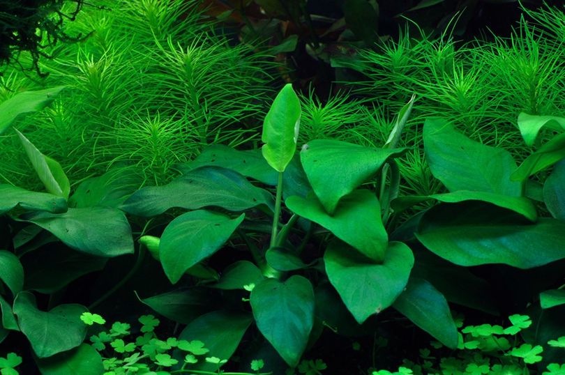 Aquarium Pflanze Anubias barteri nana Tropica Nr.101 TC in Vitro