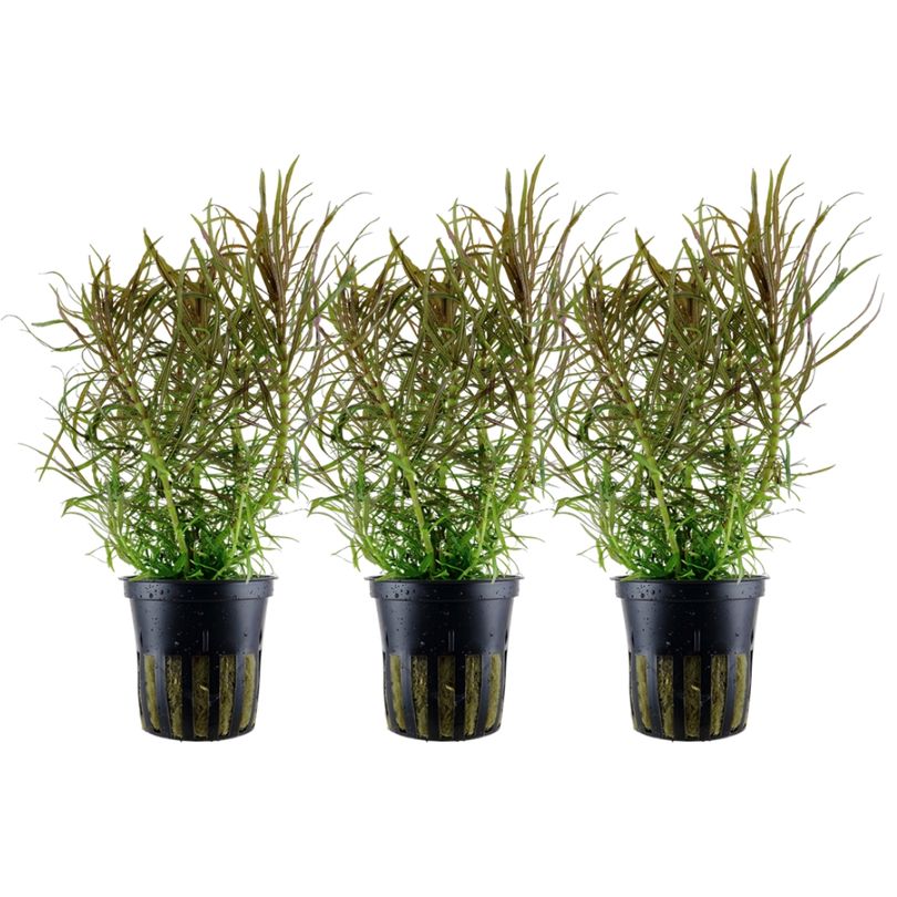 Aquarium Pflanze 3 Stück Pogostemon stellatus Wasserpflanze Topf Nr.053G Set