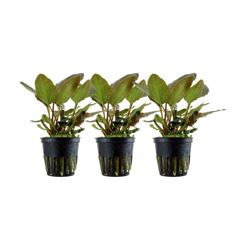 Aquarium Pflanze 3 Stück Lagenandra meeboldii 'Red' Wasserpflanze Topf Nr.303 Set