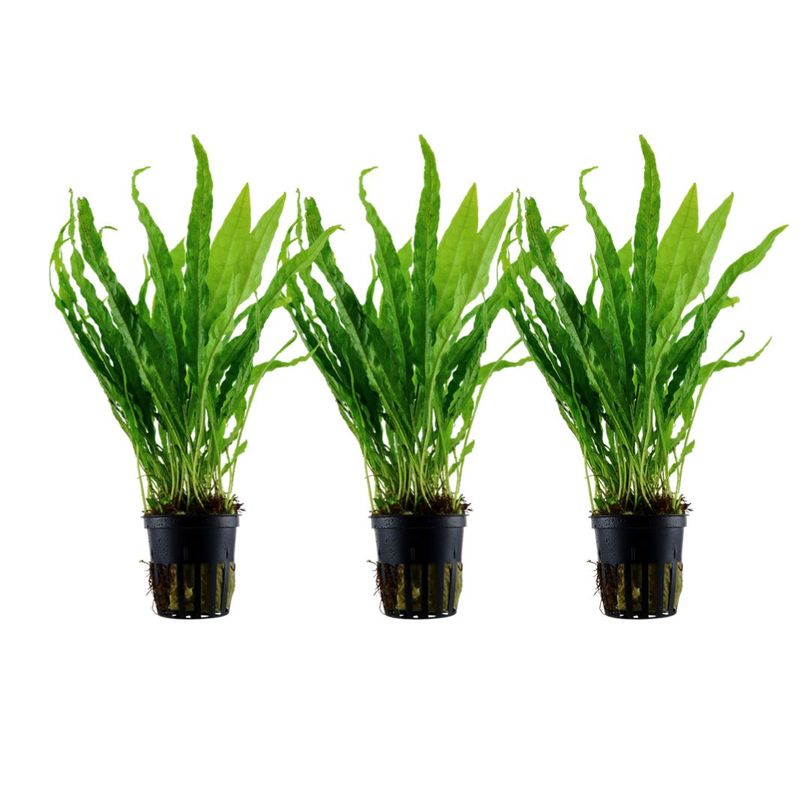 Aquarium Pflanze 3 Stück Microsorum pteropus Wasserpflanze Tropica Topf Nr.308 Set