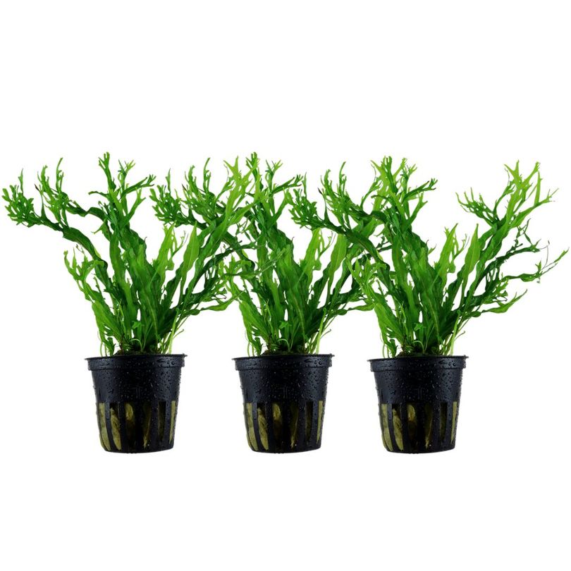 Aquarium Pflanze 3 Stück Microsorum pteropus 'Windelov' Wasserpflanze Topf Nr.308B Set