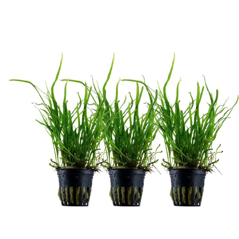 Aquarium Pflanze 3 Stück Microsorum pteropus 'Trident' Wasserpflanze Topf Nr.308G Set