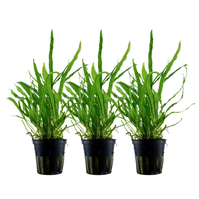 Aquarium Pflanze 3 Stück Microsorum pteropus 'Narrow' Wasserpflanze Tropica Topf Nr.008A Set