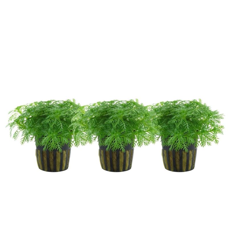 Aquarium Pflanze 3 Stück Hottonia palustris Wasserpflanze Topf Nr.027 Set