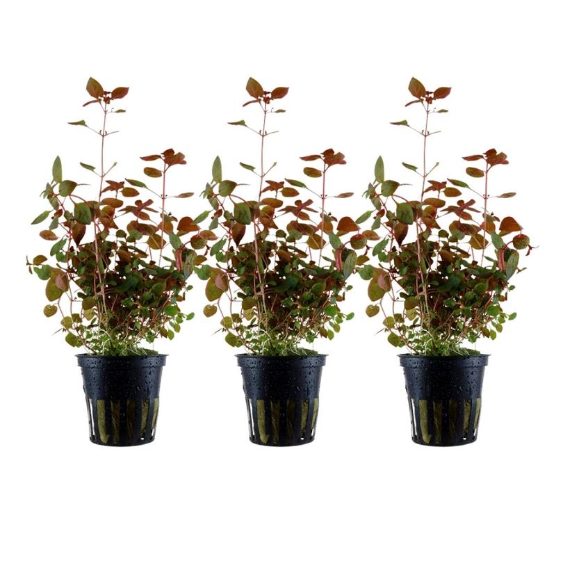 Aquarium Pflanze 3 Stück Ludwigia palustris Nr.335B Set