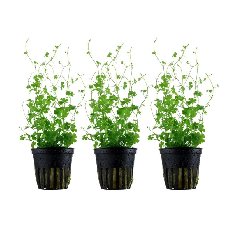 Aquarium Pflanze 3 Stück Hydrocotyle tripartita Wasserpflanze Topf Nr.339B Set