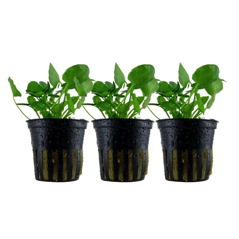 Aquarium Pflanze 3 Stück Nymphoides hydrophylla 'Taiwan' Wasserpflanze Nr.041B Set