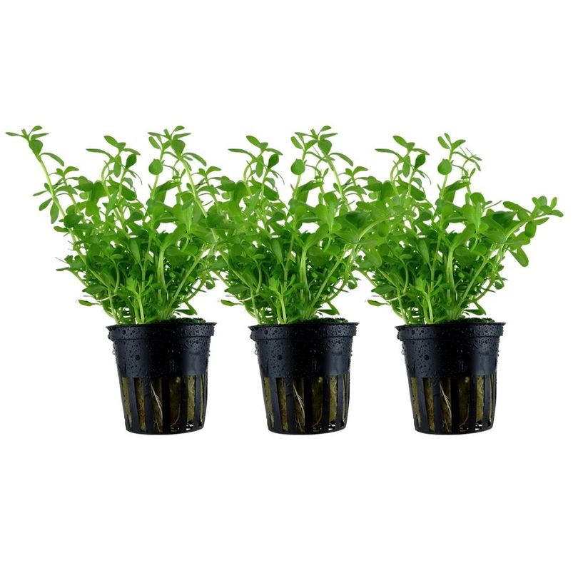 Aquarium Pflanze 3 Stück Bacopa monnieri 'Compact' Wasserpflanze Topf Nr.344A Set