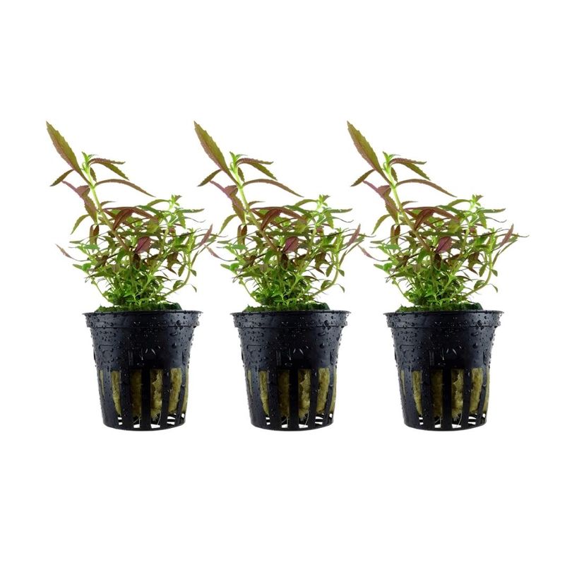 Aquarium Pflanze 3 Stück Limnophila hippuridoides Wasserpflanze Topf Nr.047C Set