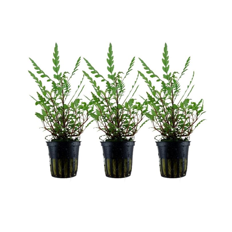 Aquarium Pflanze 3 Stück Hygrophila pinnatifida Wasserpflanze Topf Nr.351A Set