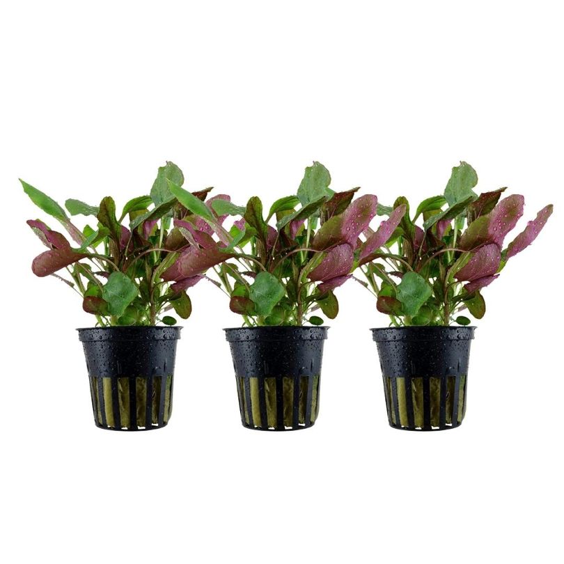 Aquarium Pflanze 3 Stück Lobelia cardinalis Wasserpflanze Topf Nr.353C Set