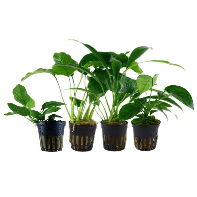 Pflanzen Set mit 4 Anubias Aquariumpflanzen Set Nr.134