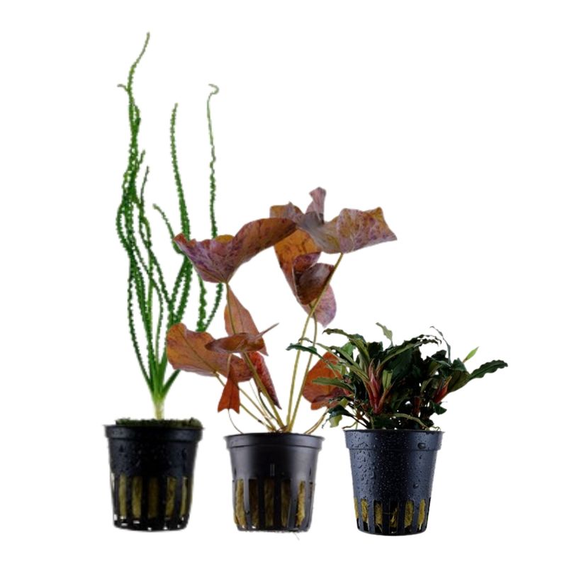 Exclusives Set mit 3 Pflanzen Aquariumpflanzen Set Nr.135