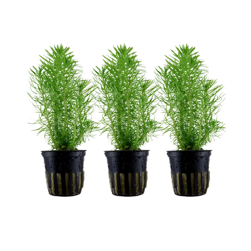 Aquarium Pflanze 3 Stück Pogostemon erectus Wasserpflanze Tropica Topf Nr.053F Set