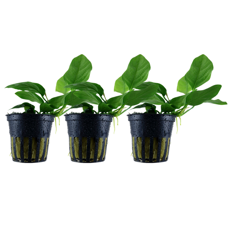 Aquarium Pflanze 3 Stück Anubias barteri nana Wasserpflanze Topf Nr.301 Set