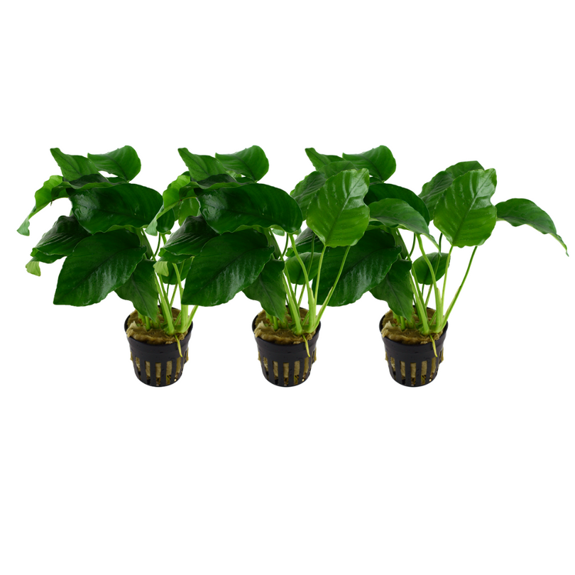 Aquarium Pflanze 3 Stück Anubias barteri var.barteri Wasserpflanze Topf Nr.301A Set