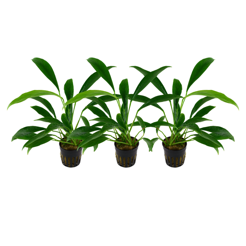 Aquarium Pflanze 3 Stück Anubias barteri angustifolia Wasserpflanze Topf Nr.301C Set