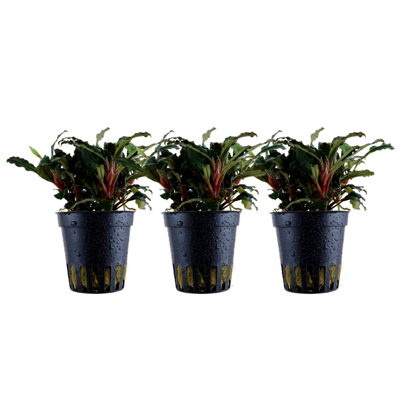 Aquarium Pflanze 3 Stück Bucephalandra sp. 'Red' Wasserpflanze Topf Nr.339A Set