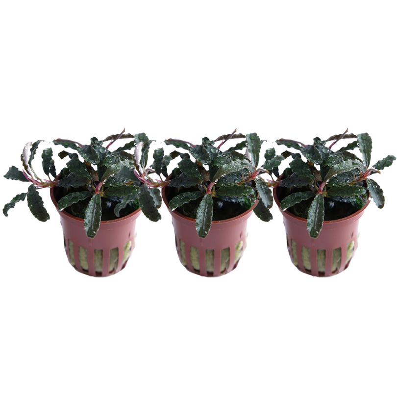 Aquarium Pflanze 3 Stück Bucephalandra 'Kedagang' Wasserpflanze Tropica Topf Nr.139B Set