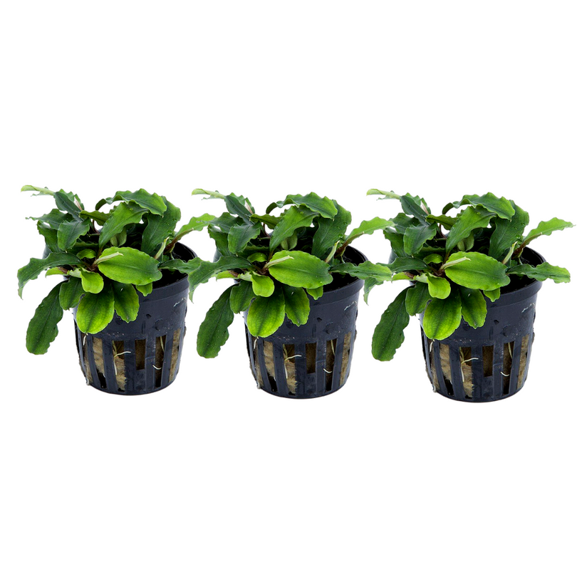 Aquarium Pflanze 3 Stück Bucephalandra pygmaea 'Bukit Kelam' Wasserpflanze Tropica Topf Nr.139 Set
