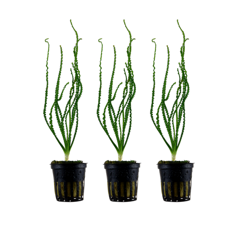 Aquarium Pflanze Crinum calamistratum 3 Stück Wasserpflanze Topf Nr.094A Set