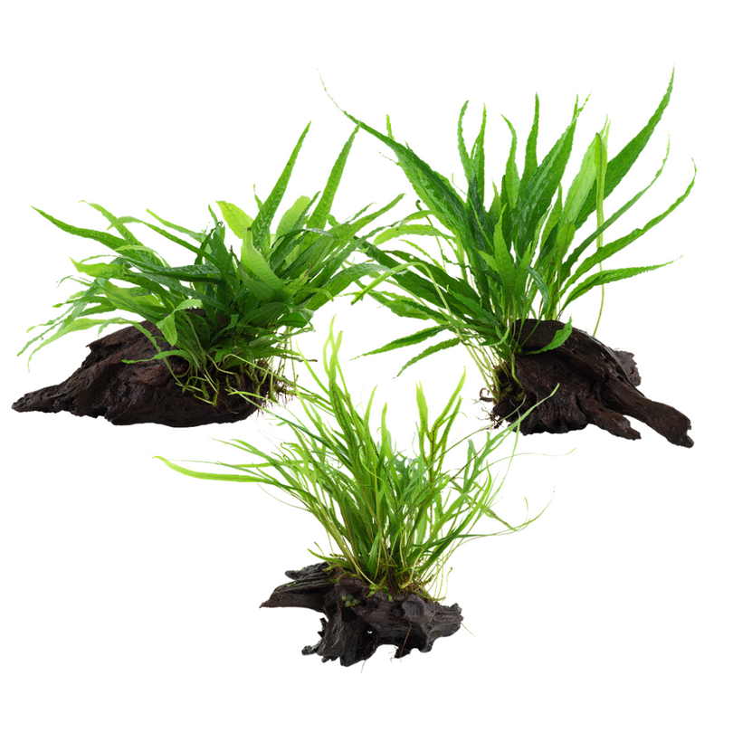 Aquarium Pflanze auf Wurzel Tropica Nr.008 008A 008G YWS Set Mix 