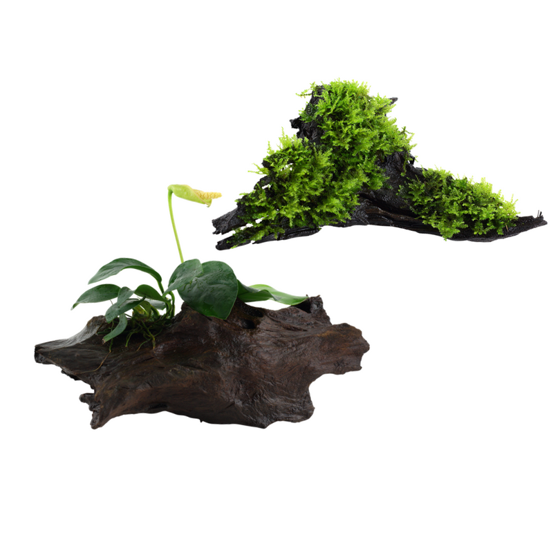 Aquarium Pflanze auf Wurzel Tropica Nr.101 YWS 003A YWS Set Mix 