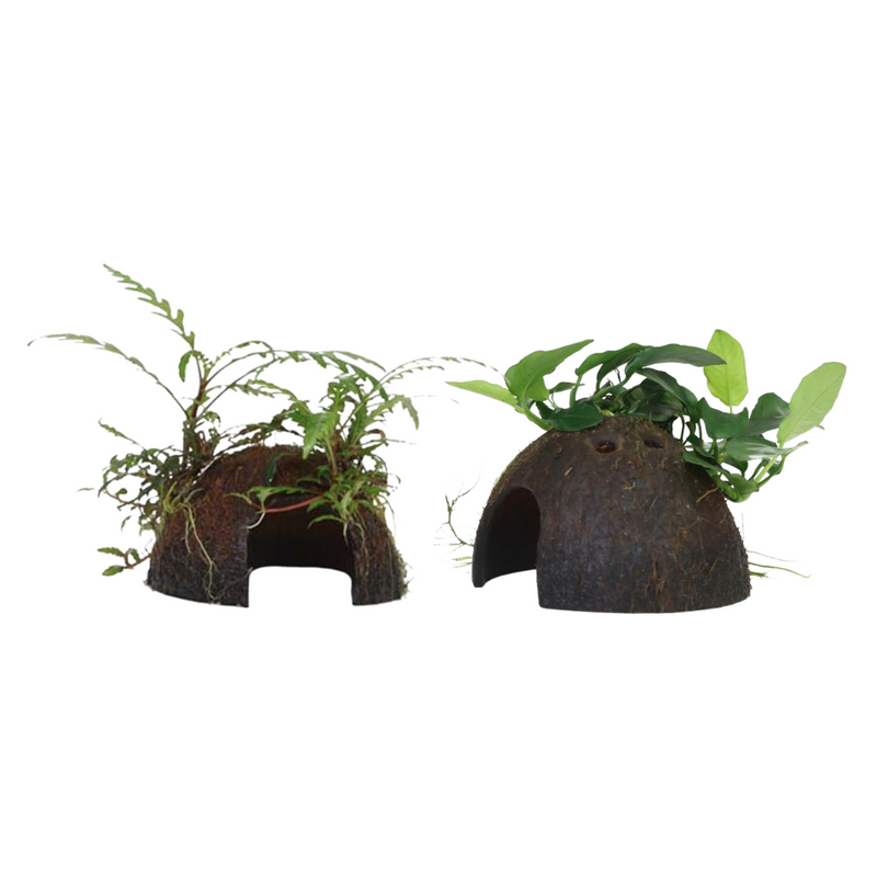Aquarium Pflanze auf Kokosnussschale Tropica Nr.509 YCS 510 YCS Set Mix 