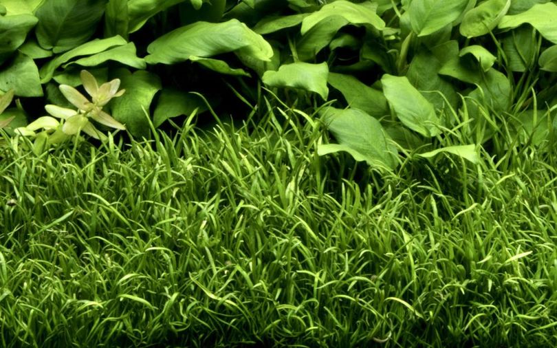 Aquarium Pflanze 10 Stück Lilaeopsis brasiliensis Wasserpflanze Topf Nr.340 Set