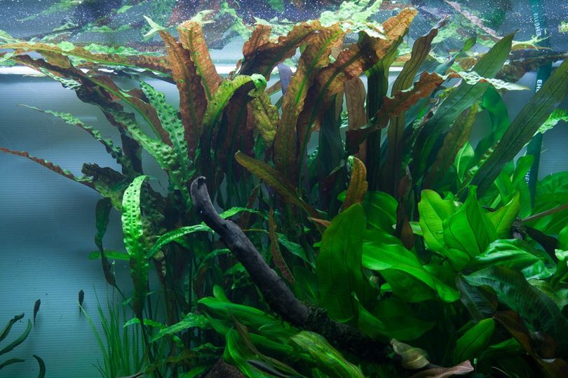 Aquarium Pflanze Cryptocoryne usteriana Nr.120