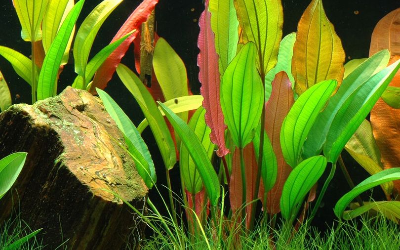 Aquarium Pflanze Echinodorus 'Red Diamond' Nr.374D
