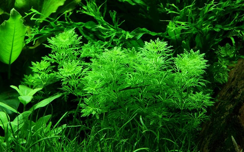 Aquarium Pflanze Limnophila sessiliflora Nr.347